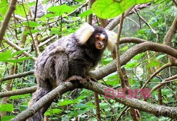 狨猴价格表(猴肉价格)-图3 狨猴价格表(猴肉价格)-图3