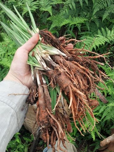 仙茅草价格(仙茅草多少钱一斤)-图1 仙茅草价格(仙茅草多少钱一斤)-图1