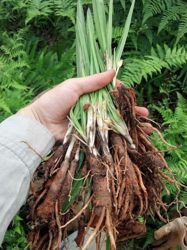 仙茅草价格(仙茅草多少钱一斤)-图3 仙茅草价格(仙茅草多少钱一斤)-图3