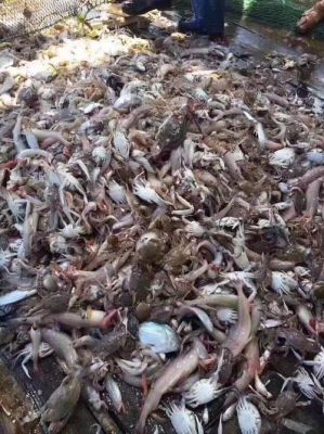 石塘出海捕鱼价格(石塘出海捕鱼价格查询)-图3 石塘出海捕鱼价格(石塘出海捕鱼价格查询)-图3
