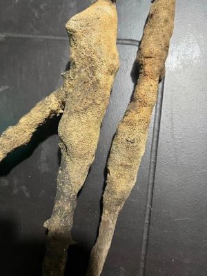 紫稍花的价格(紫梢花多少钱一公斤)-图3 紫稍花的价格(紫梢花多少钱一公斤)-图3