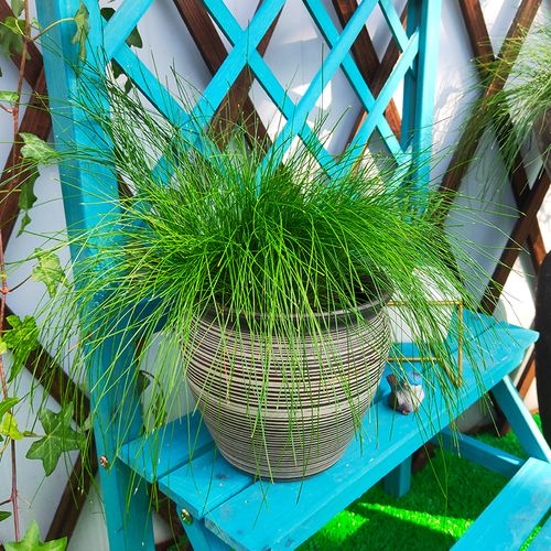 光纤草价格（光纤草的养护）-图3