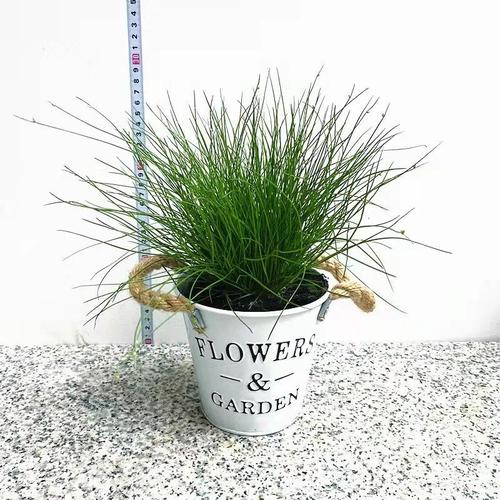 光纤草价格（光纤草的养护）-图2