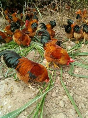 桂香鸡价格(桂香鸡的肉质如何)-图2 桂香鸡价格(桂香鸡的肉质如何)-图2