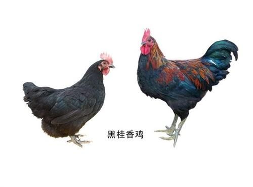 桂香鸡价格(桂香鸡的肉质如何)-图3 桂香鸡价格(桂香鸡的肉质如何)-图3