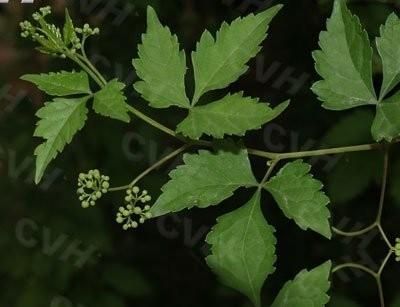 白蔹的价格(白蔹价格行情)-图2 白蔹的价格(白蔹价格行情)-图2