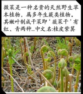 东北薇菜价格(东北微菜有毒吗)-图2 东北薇菜价格(东北微菜有毒吗)-图2