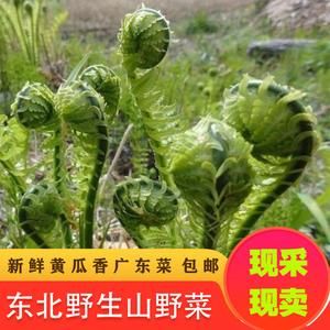 东北薇菜价格(东北微菜有毒吗)-图3 东北薇菜价格(东北微菜有毒吗)-图3