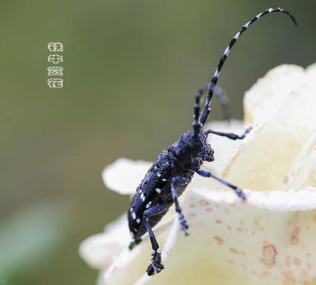 铁牛昆虫价格(铁牛昆虫的寓意和象征)-图2 铁牛昆虫价格(铁牛昆虫的寓意和象征)-图2