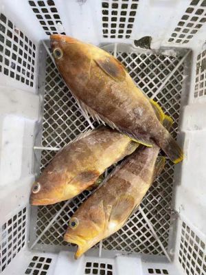 黄丁斑价格（黄丁石斑）