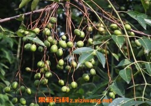 苦莲子树价格(苦莲子树树苗)-图3 苦莲子树价格(苦莲子树树苗)-图3