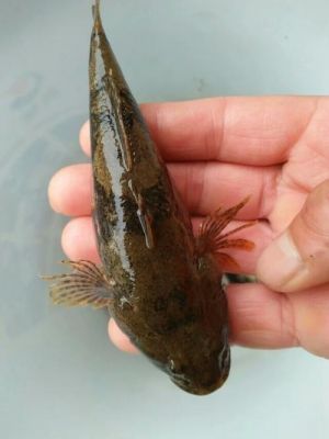 沙里趴鱼价格（沙里趴鱼好吃吗）