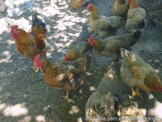 淮北麻鸡价格(淮北麻鸡价格最新行情)-图3 淮北麻鸡价格(淮北麻鸡价格最新行情)-图3