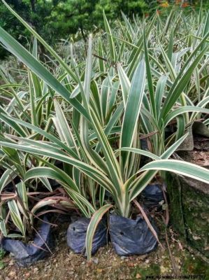银边兰价格(银边兰花什么时候开花)-图1 银边兰价格(银边兰花什么时候开花)-图1
