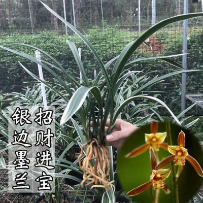 银边兰价格(银边兰花什么时候开花)-图2 银边兰价格(银边兰花什么时候开花)-图2