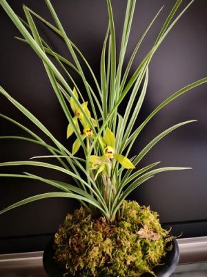 银边兰价格(银边兰花什么时候开花)-图3 银边兰价格(银边兰花什么时候开花)-图3