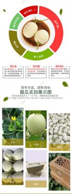 南汇玉菇甜瓜价格(山东玉菇甜瓜和南汇玉菇甜瓜)-图1 南汇玉菇甜瓜价格(山东玉菇甜瓜和南汇玉菇甜瓜)-图1