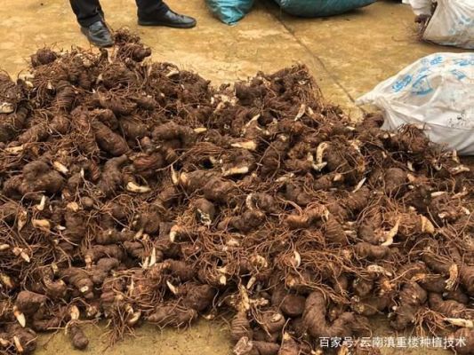 虫楼2016价格(虫楼怎么样种植)-图2 虫楼2016价格(虫楼怎么样种植)-图2