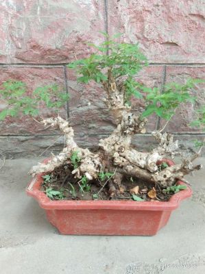 荆棵盆景价格（荆棵植物）