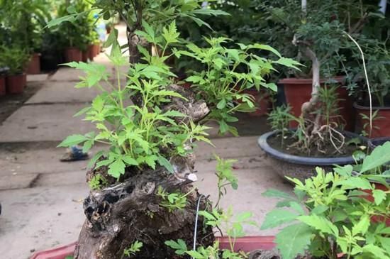 荆棵盆景价格(荆棵植物)-图2 荆棵盆景价格(荆棵植物)-图2