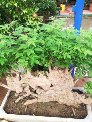荆棵盆景价格(荆棵植物)-图3 荆棵盆景价格(荆棵植物)-图3