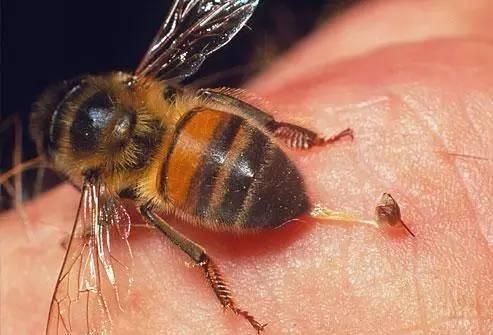 马蜂蜂毒价格（马蜂蜂毒的作用与功效）