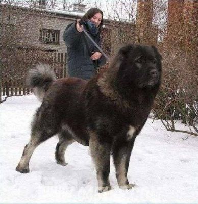 高枷锁价格（高加锁犬图片特点）