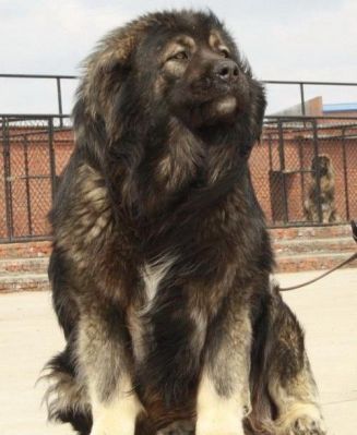 高枷锁价格(高加锁犬图片特点)-图2 高枷锁价格(高加锁犬图片特点)-图2