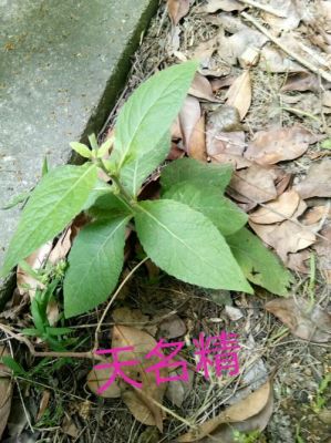 精天草价格(天精草的别名)-图2 精天草价格(天精草的别名)-图2