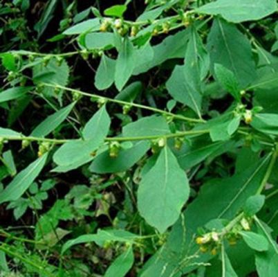 精天草价格(天精草的别名)-图3 精天草价格(天精草的别名)-图3