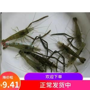 草虾苗价格(草虾亩产量多少斤)-图3 草虾苗价格(草虾亩产量多少斤)-图3