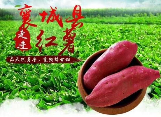 襄县红薯价格(襄县红薯价格走势)-图2 襄县红薯价格(襄县红薯价格走势)-图2