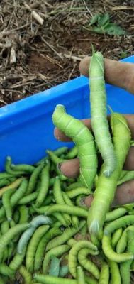 豆虫价格(豆虫价格行情)-图2 豆虫价格(豆虫价格行情)-图2