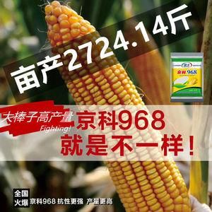 京科968玉米种子价格(玉米优良品种京科968)-图3 京科968玉米种子价格(玉米优良品种京科968)-图3