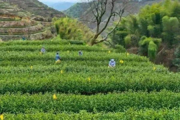 天鹅云尖价格的简单介绍-图3 天鹅云尖价格的简单介绍-图3