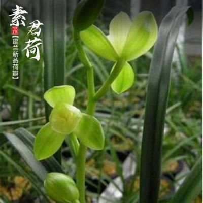 素君荷的价格(素君荷有香味吗)-图3 素君荷的价格(素君荷有香味吗)-图3