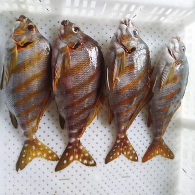 海三刀鱼价格（海鱼三刀鱼）