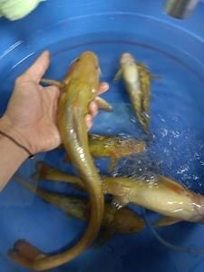 牛尾鱼的价格(牛尾鱼学名)-图2 牛尾鱼的价格(牛尾鱼学名)-图2