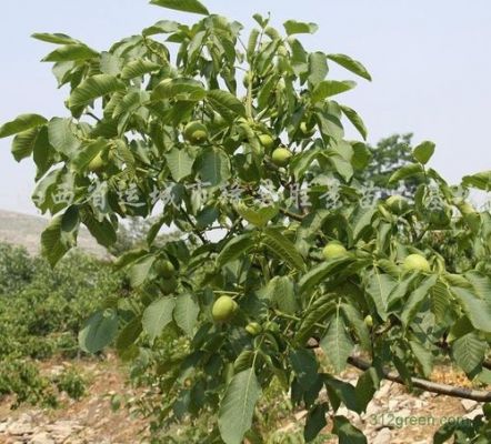 黑桃树价格(黑桃苗价格多少钱一颗)-图2 黑桃树价格(黑桃苗价格多少钱一颗)-图2