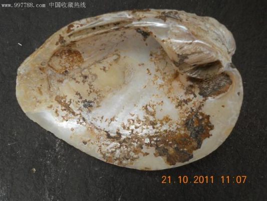 包含蛤蜊化石价格的词条-图2 包含蛤蜊化石价格的词条-图2