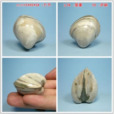 包含蛤蜊化石价格的词条-图3 包含蛤蜊化石价格的词条-图3