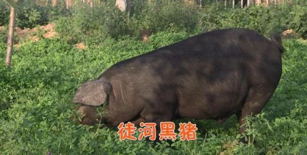 济阳肥猪价格(济阳肥猪价格表)-图3 济阳肥猪价格(济阳肥猪价格表)-图3