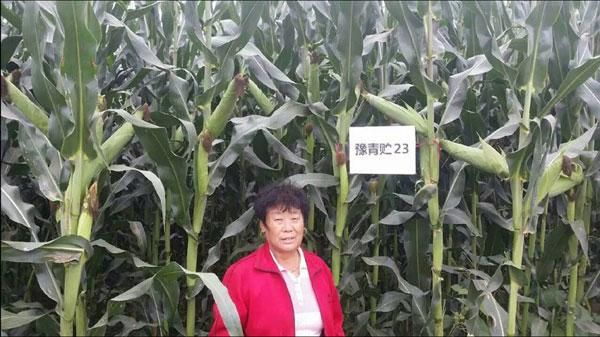 豫青贮23价格(豫青贮23品种介绍)-图3 豫青贮23价格(豫青贮23品种介绍)-图3