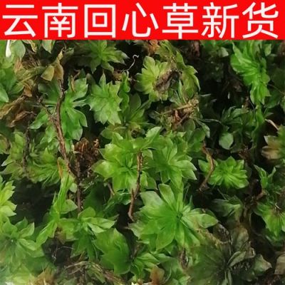 回心草的价格(回心草价格2023最新价格)-图2 回心草的价格(回心草价格2023最新价格)-图2