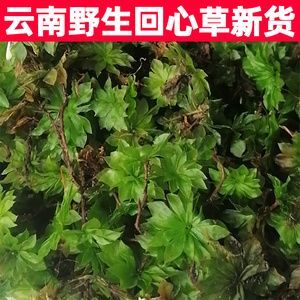回心草的价格(回心草价格2023最新价格)-图3 回心草的价格(回心草价格2023最新价格)-图3