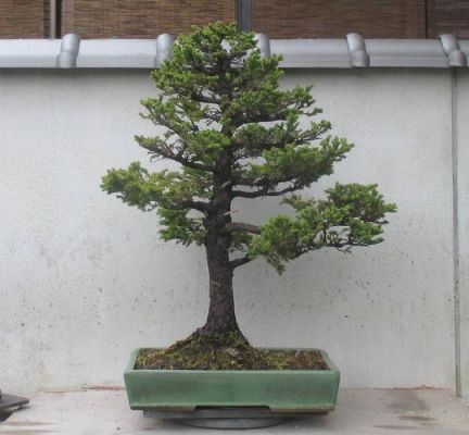 虾夷松价格(虾夷松百度百科)-图1 虾夷松价格(虾夷松百度百科)-图1