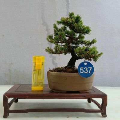 虾夷松价格(虾夷松百度百科)-图3 虾夷松价格(虾夷松百度百科)-图3