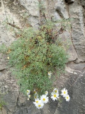太行菊价格(太行菊的功效与作用)-图2 太行菊价格(太行菊的功效与作用)-图2