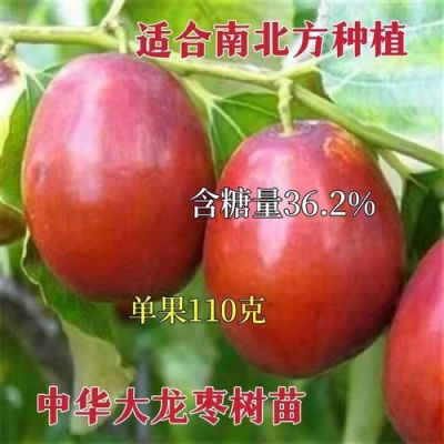 中华大龙枣苗价格（中华大龙枣树苗枣树苗木介绍说一下）