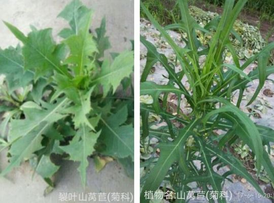 山莴苣价格（山莴苣别名）-图2
